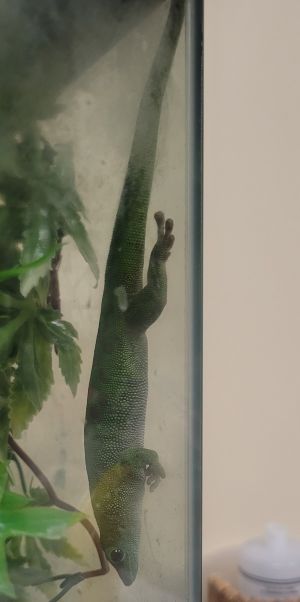 Primary Color Green Secondary Color Red Age 3yrs 0mths 1wks