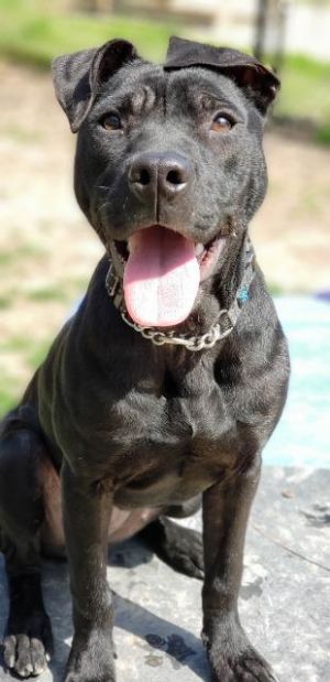 Arya, Adult Female unknown