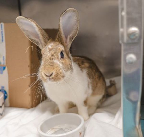 Hazel - Waived Adoption Fee