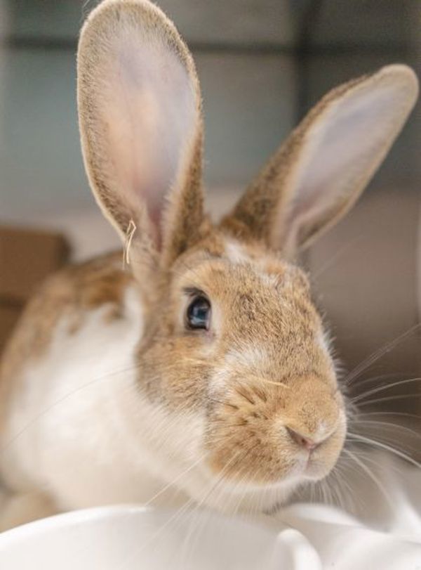 Hazel - Waived Adoption Fee