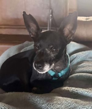 Nia, Adult Female Chihuahua