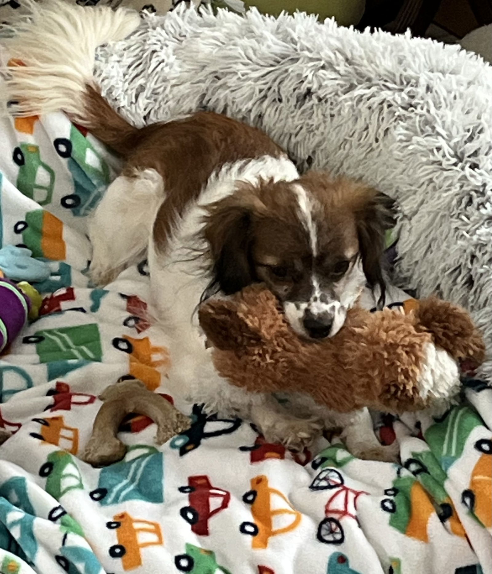 Barley *FTA*, an adoptable Papillon, Terrier in Ashville, OH, 43103 | Photo Image 1