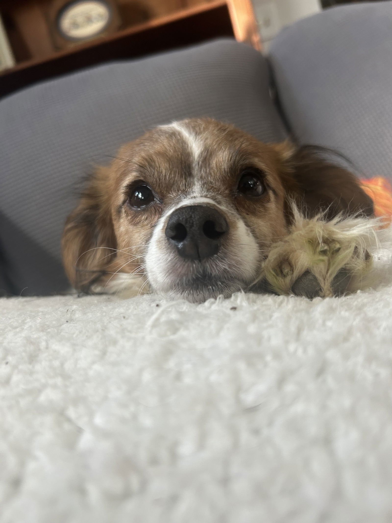 Barley *FTA*, an adoptable Papillon, Terrier in Ashville, OH, 43103 | Photo Image 2