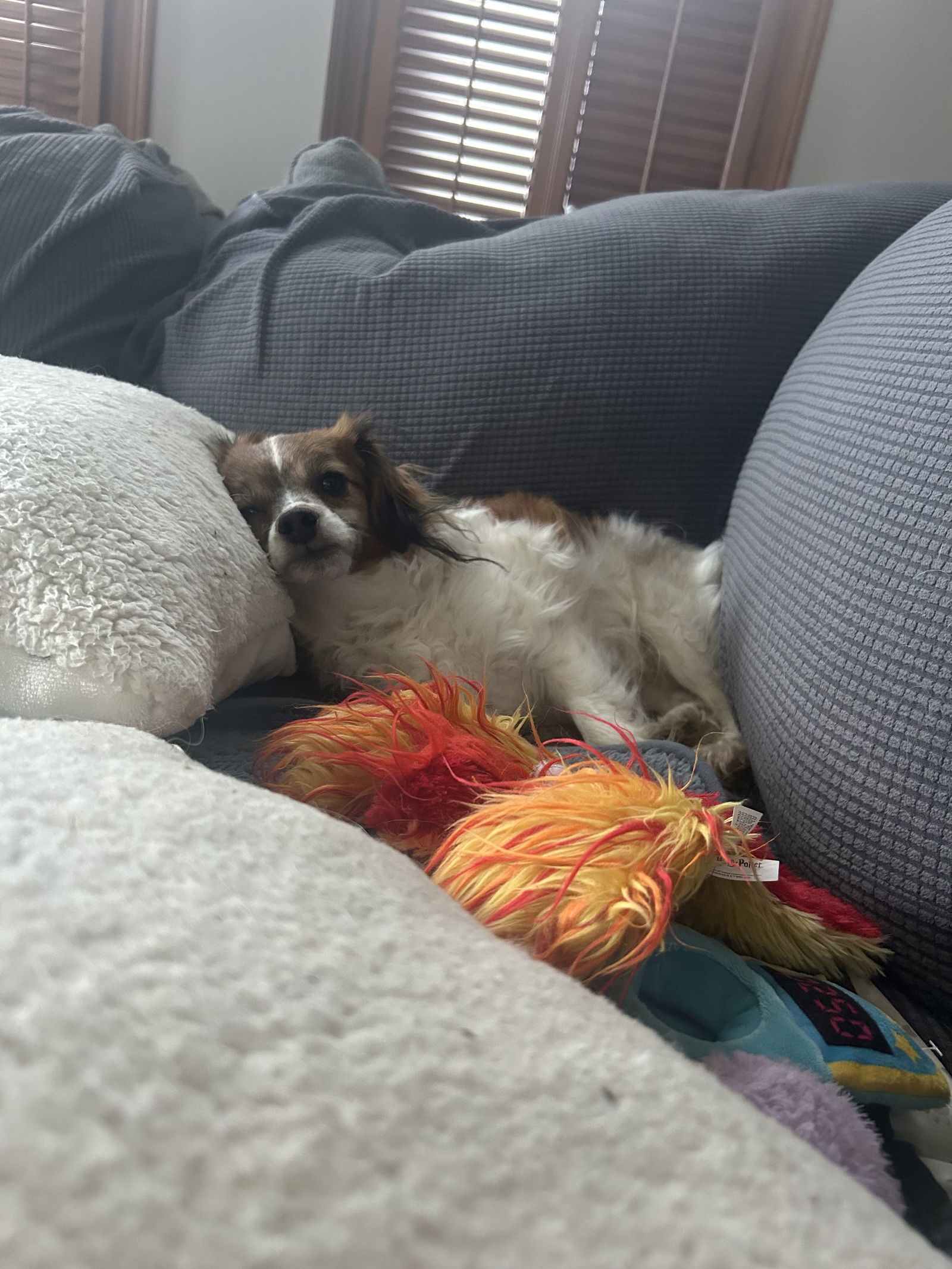 Barley *FTA*, an adoptable Papillon, Terrier in Ashville, OH, 43103 | Photo Image 3