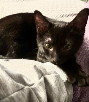 Axel, Baby Male Domestic Medium Hair