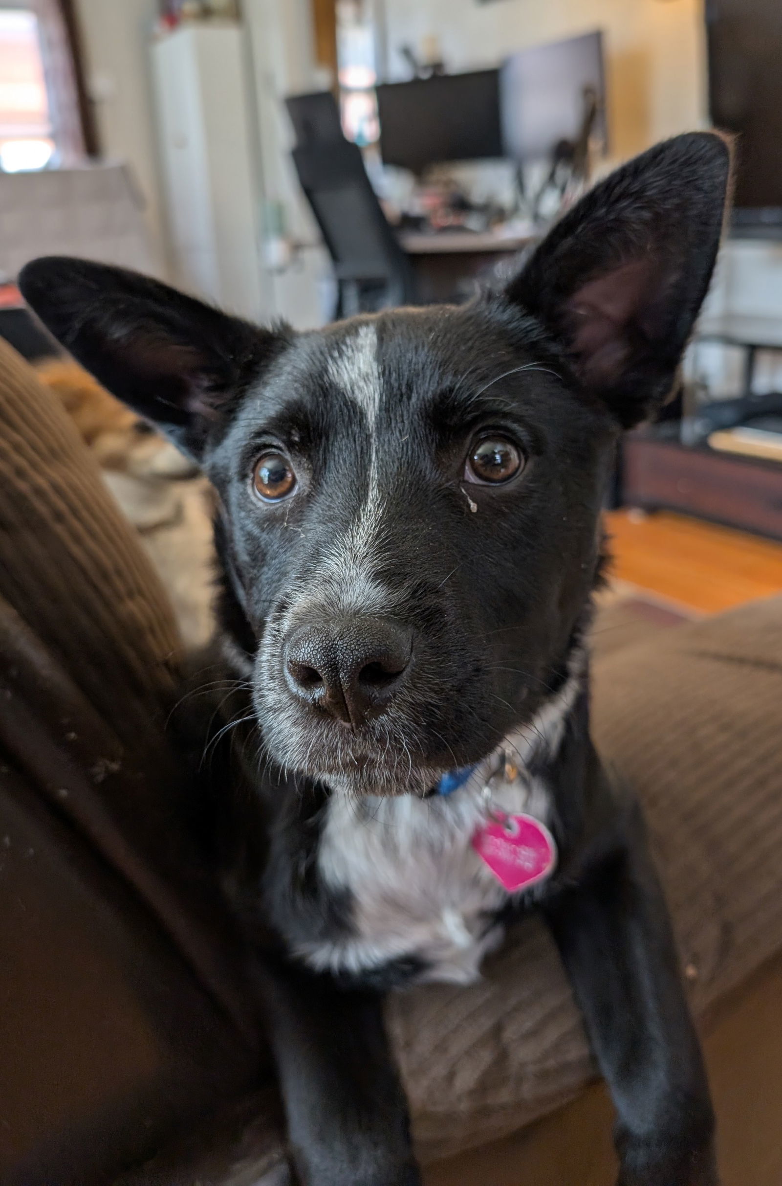 Lucky Day (FTF- Albany County Only), an adoptable Australian Cattle Dog / Blue Heeler in Laramie, WY, 82073 | Photo Image 1