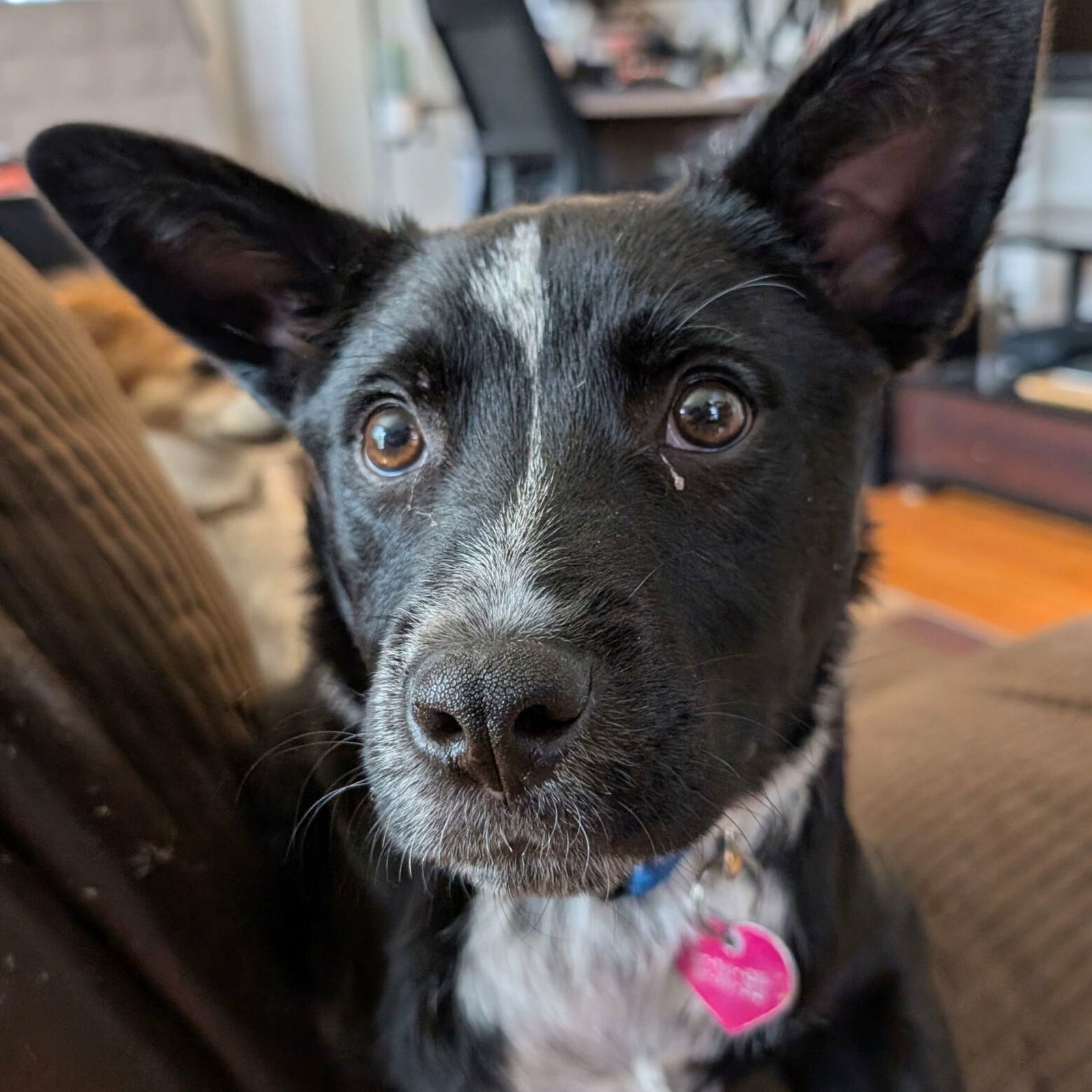 Lucky Day (FTF- Albany County Only), an adoptable Australian Cattle Dog / Blue Heeler in Laramie, WY, 82073 | Photo Image 1