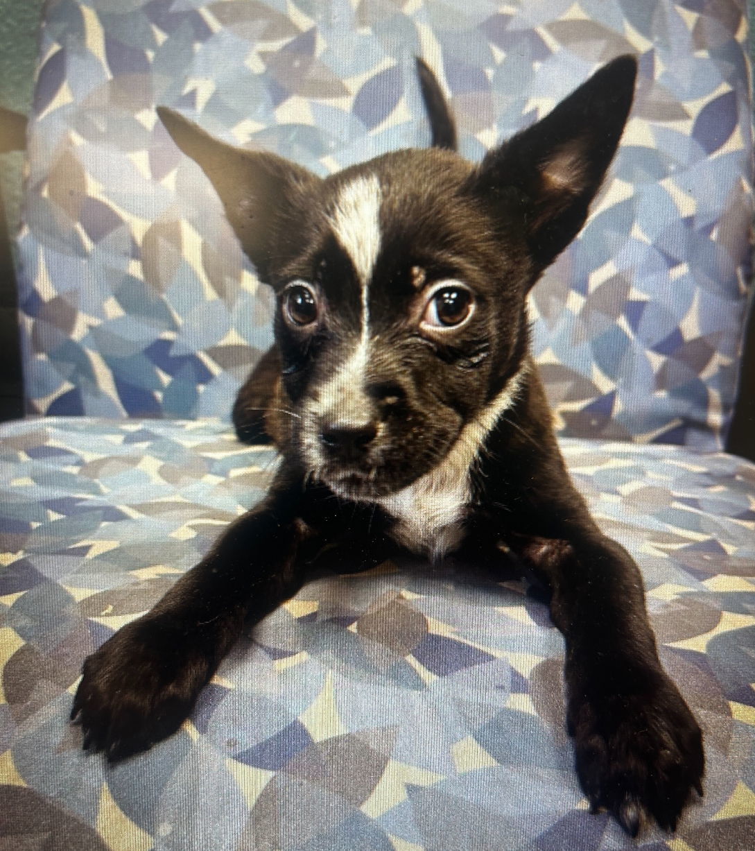 Lucky Day, an adoptable Australian Cattle Dog / Blue Heeler in Laramie, WY, 82073 | Photo Image 3