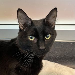 Hello my name is Luffy I am a two year old medium sized domestic medium haired neutered male lo