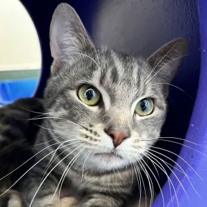 Hi Im Simba I am a one year old medium sized domestic shorthaired neutered male cat looking fo