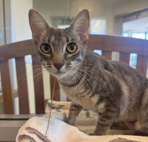 Tracy Domestic Short Hair Cat