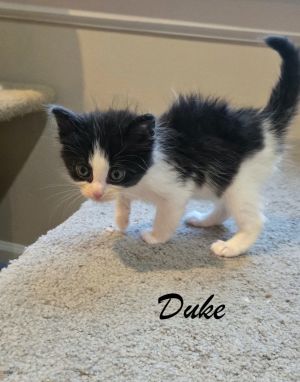 sib Earl Baron CountessOur royal litter - Baron Countess Earl and Duke - are super friendly and