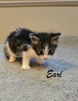 sib Baron Duke CountessOur royal litter - Baron Countess Earl and Duke - are super friendly and