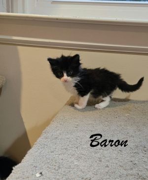 sib countess duke earlOur royal litter - Baron Countess Earl and Duke - are super friendly and 