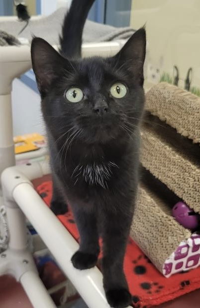 Salem