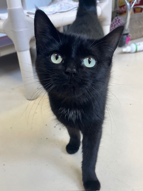Salem