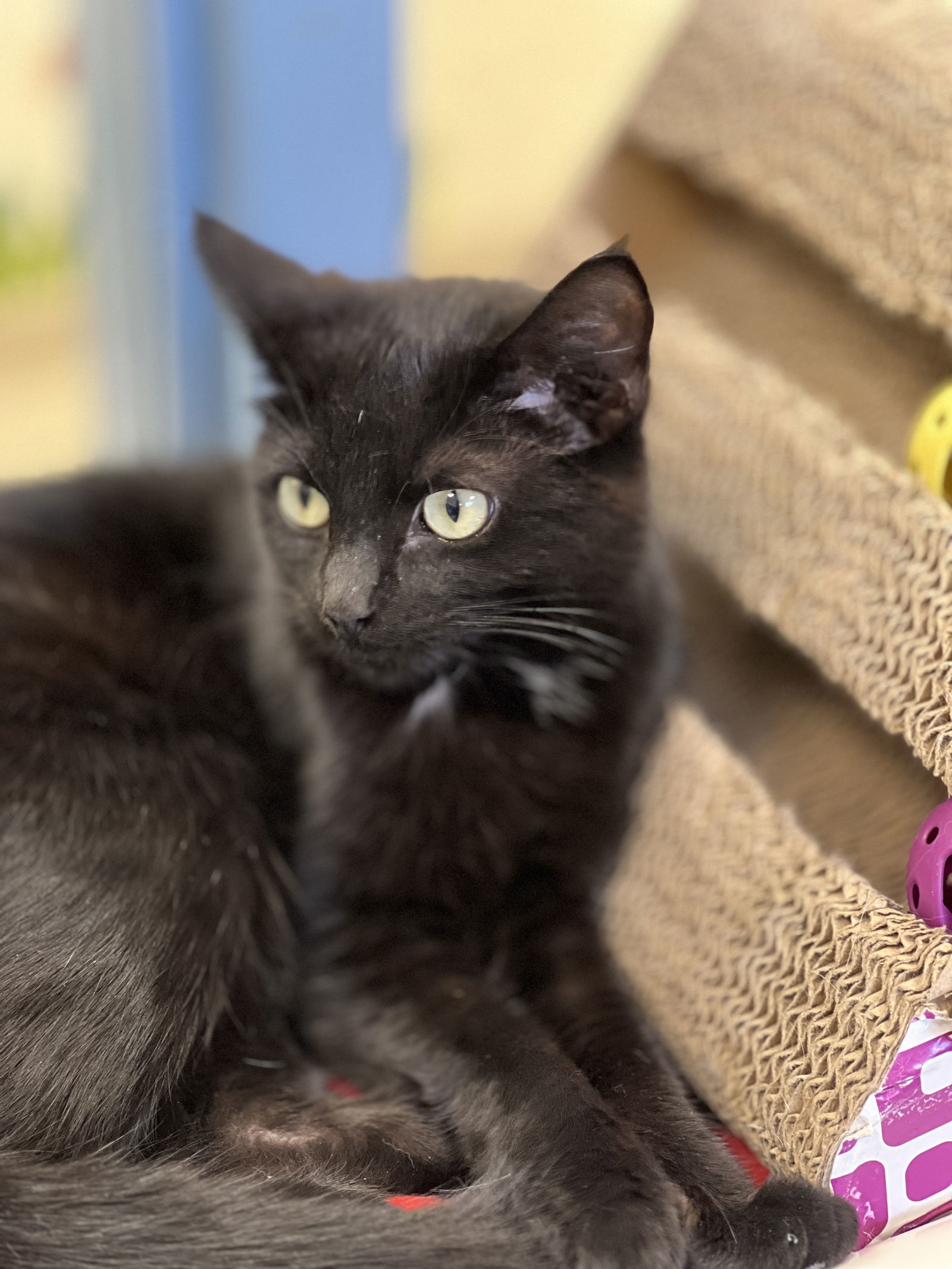 Salem