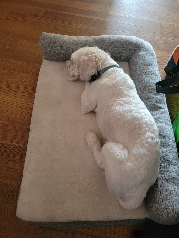 Falkor