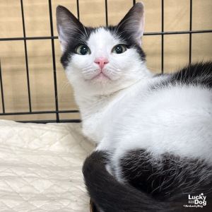 Inbox, Adult Female Domestic Short Hair