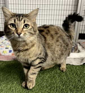 Sparkle, Young Female Domestic Long Hair