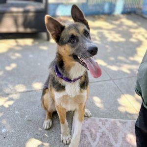 Hedgehog, Young Male German Shepherd Dog