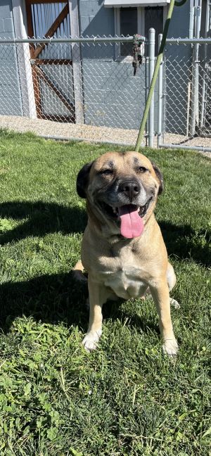 LeeAnn &#34;Lee&#34;, Adult Female Mixed Breed