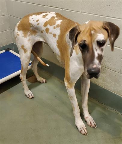 Great dane hot sale animal shelter