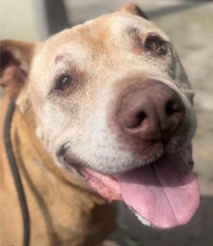 Name Buddy Age 9 years old Weight 90 lbs working on slimming down Breed Gentle loving mutt 