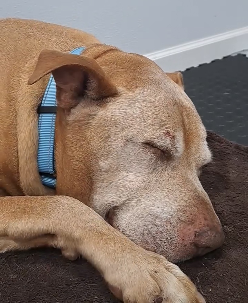 Buddy
