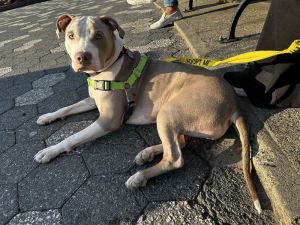Daisy American Staffordshire Terrier Dog