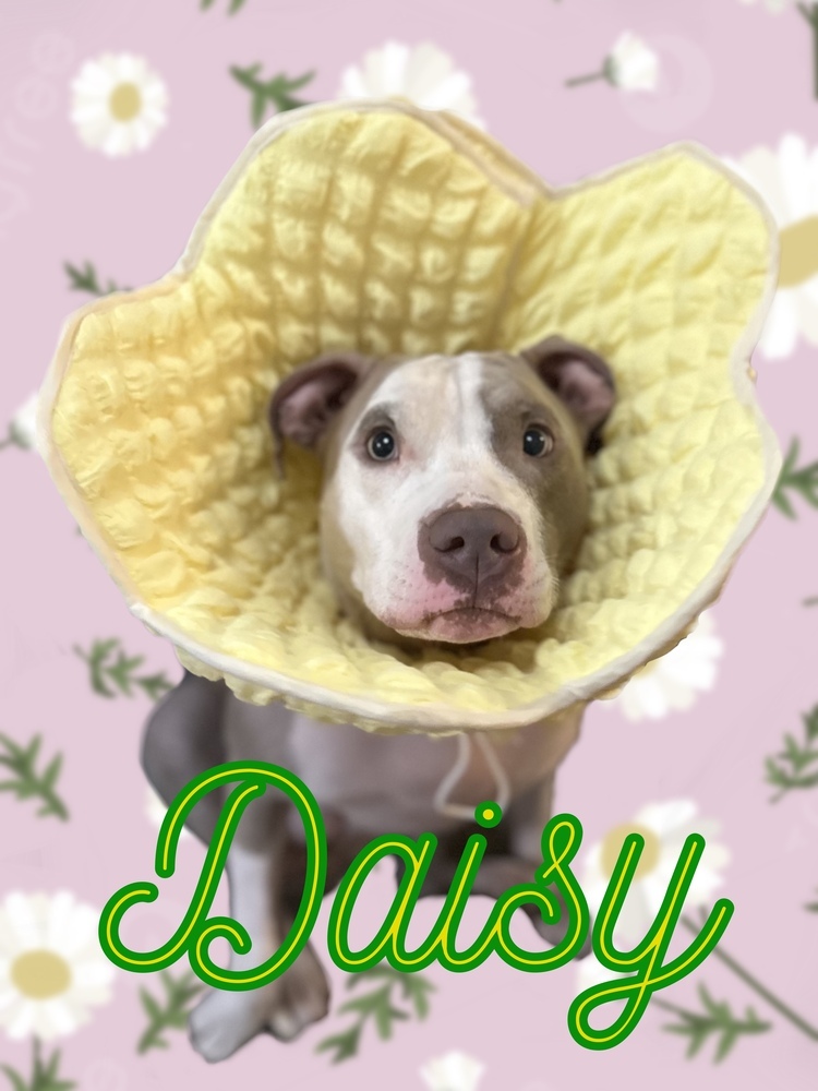 Daisy