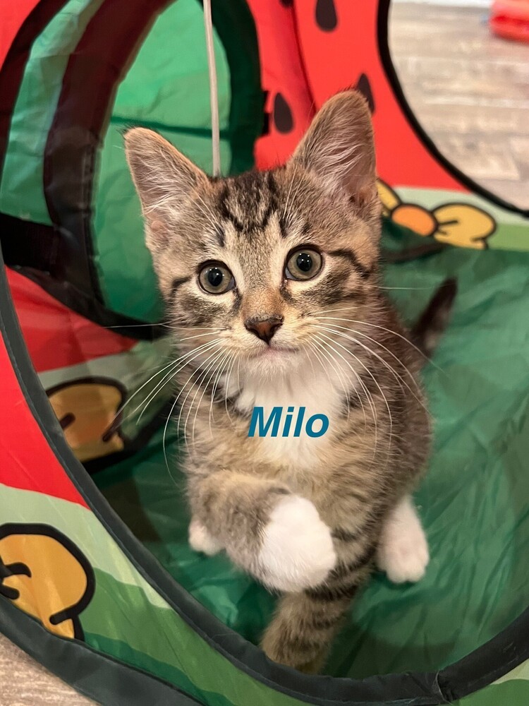 Milo