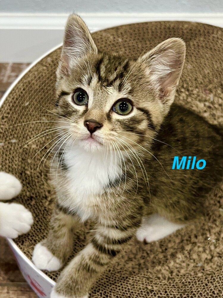 Milo