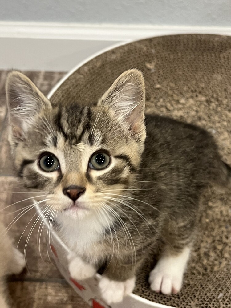 Milo