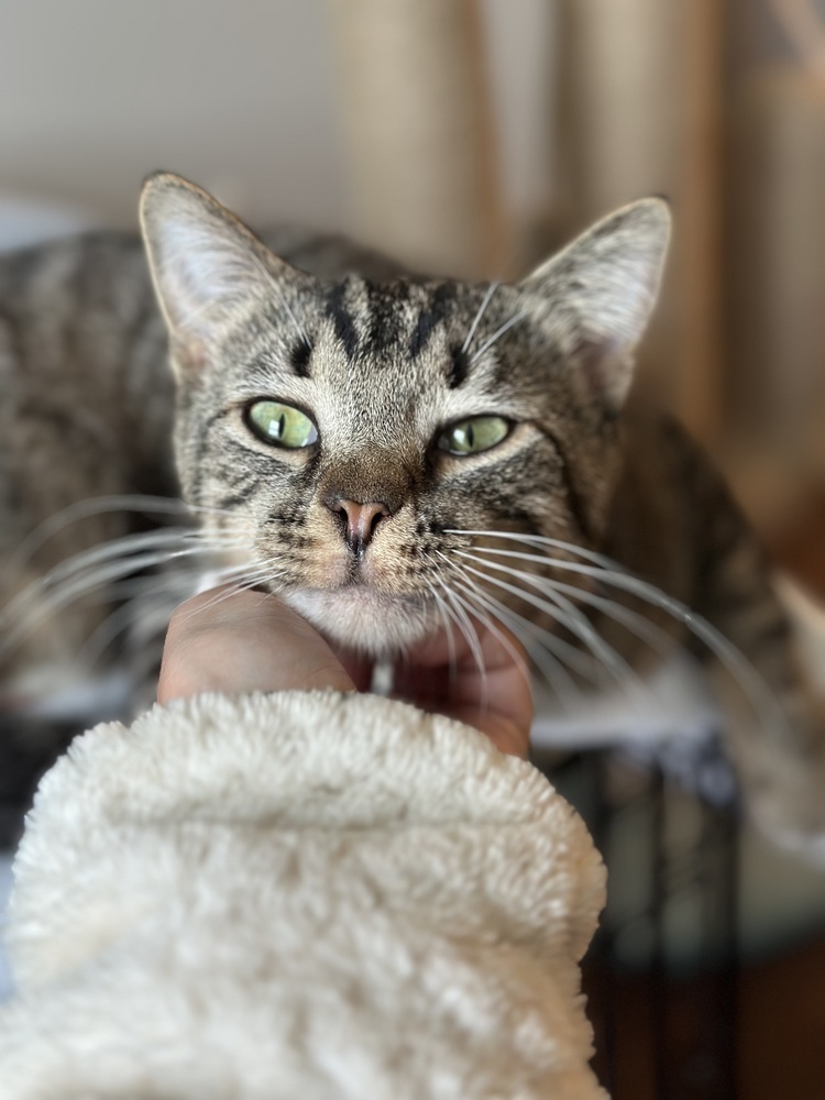 Romeo (25-066 C)