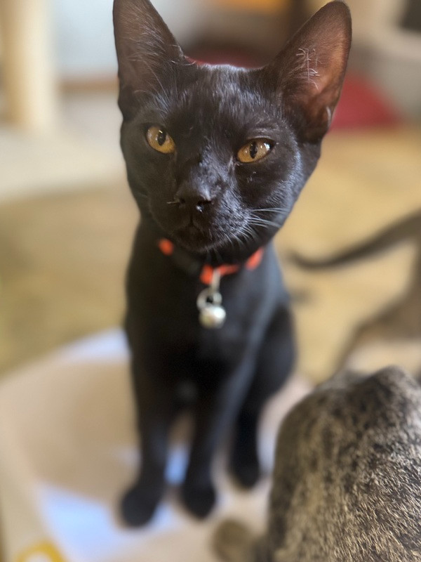 Elijah 23C-0134, an adoptable Domestic Short Hair in Corinth, MS, 38834 | Photo Image 1