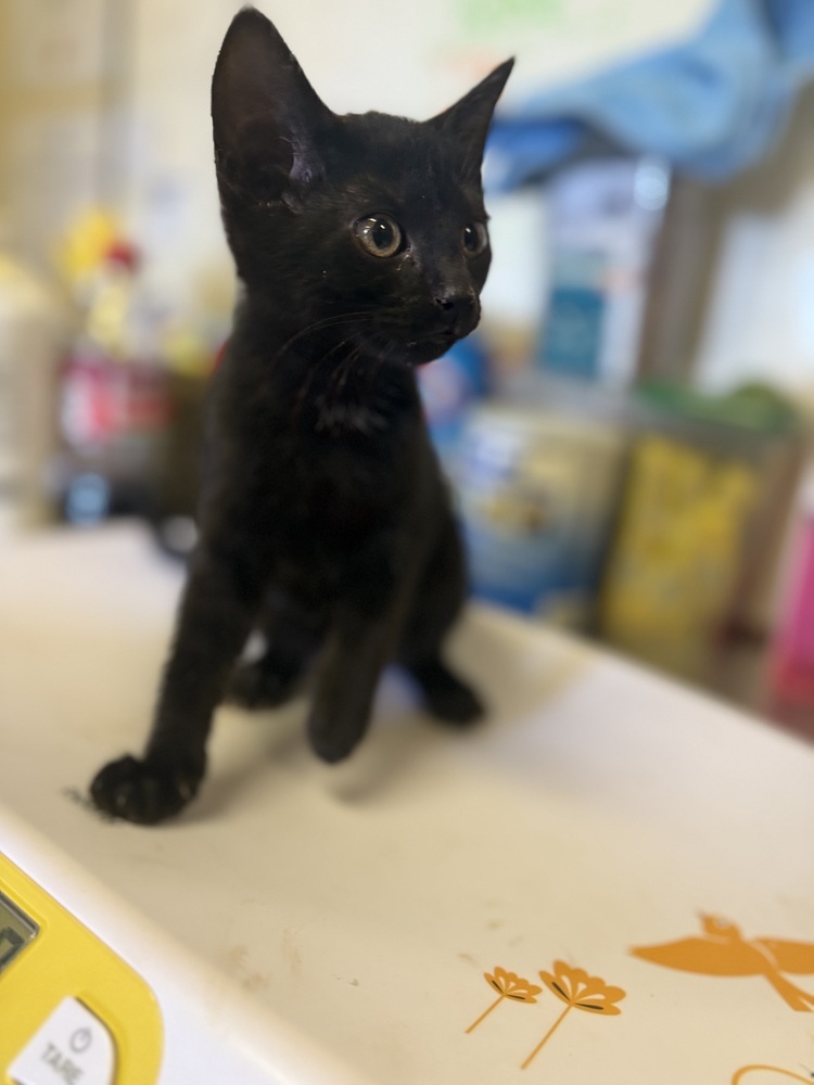 Elijah 23C-0134, an adoptable Domestic Short Hair in Corinth, MS, 38834 | Photo Image 2