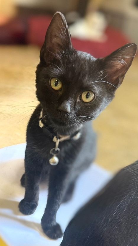 Edgar 23C-0135, an adoptable Domestic Short Hair in Corinth, MS, 38834 | Photo Image 1