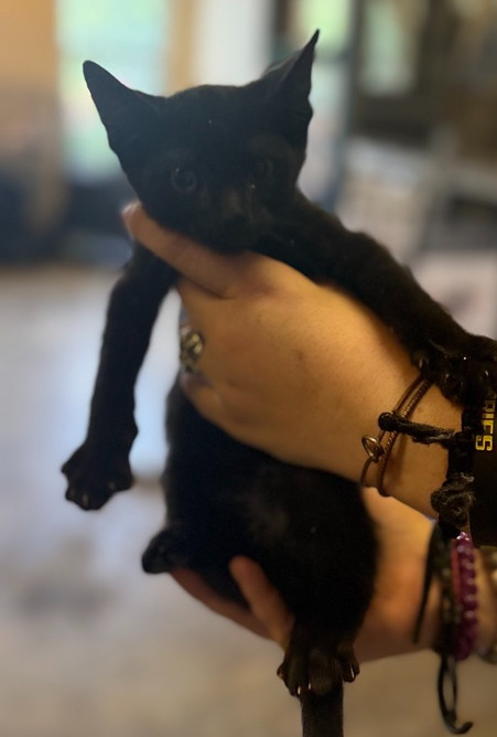 Edgar 23C-0135, an adoptable Domestic Short Hair in Corinth, MS, 38834 | Photo Image 2