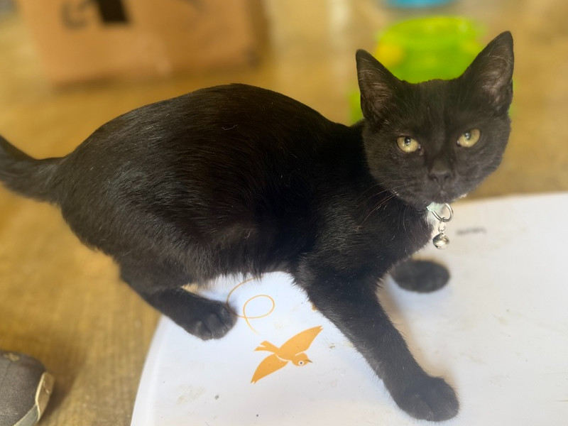 Ellie 23C-0132, an adoptable Domestic Short Hair in Corinth, MS, 38834 | Photo Image 1