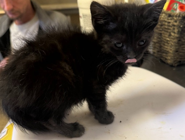Ellie 23C-0132, an adoptable Domestic Short Hair in Corinth, MS, 38834 | Photo Image 2