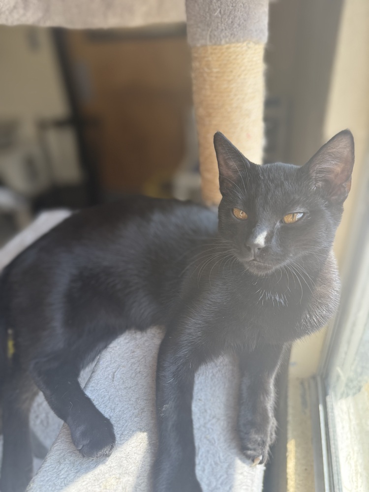 Emmy 23C-0130, an adoptable Domestic Medium Hair in Corinth, MS, 38834 | Photo Image 1