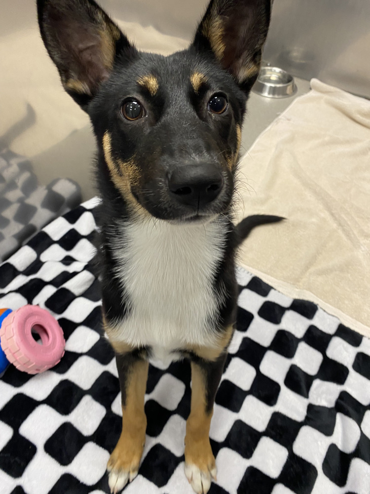 Belle (Holiday Litter)