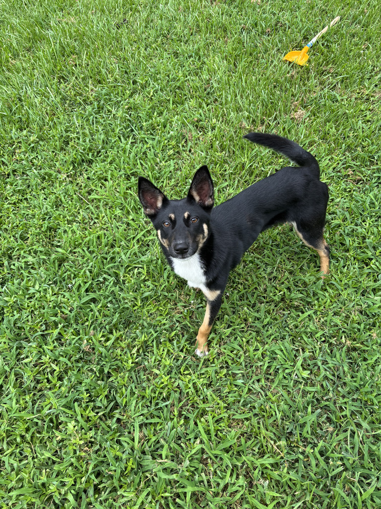 Belle (Holiday Litter)