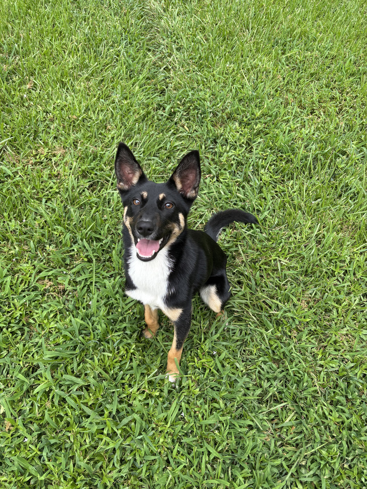 Belle (Holiday Litter)