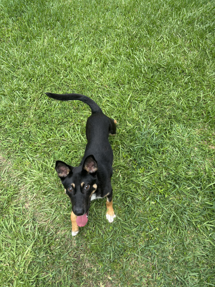 Belle (Holiday Litter)