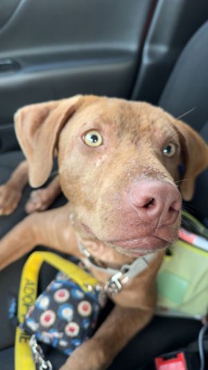 Shrek, Baby Male Vizsla