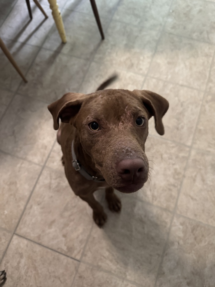 Bailey (fka Shrek), an adoptable Vizsla in Brewster , NY, 10509 | Photo Image 2