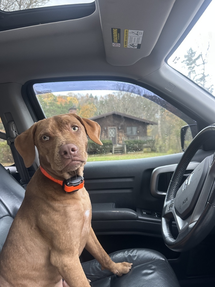 Bailey (fka Shrek), an adoptable Vizsla in Brewster , NY, 10509 | Photo Image 2