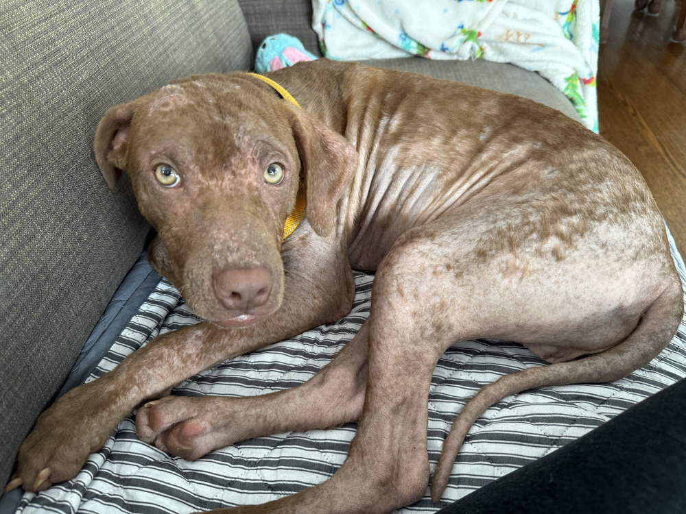 Bailey (fka Shrek), an adoptable Vizsla in Brewster , NY, 10509 | Photo Image 3